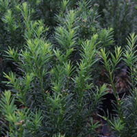 Taxus media Plant - Hicksii