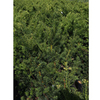 Taxus media Plant - Hillii