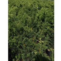 Taxus media Plant - Hillii