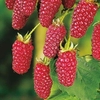 Tayberry Plant - Buckingham