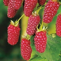 Tayberry Plant - Buckingham