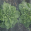 Tendamesh 2.1 Metres x 4 Metres