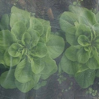 Tendamesh 2.1 Metres x 4 Metres