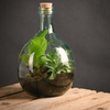 Terrarium Bottle