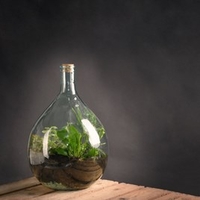 Terrarium Bottle 5L and Starter Kit