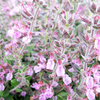 Teucrium x lucidrys Plant