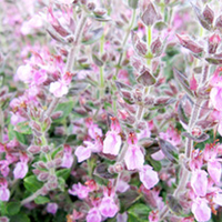 Teucrium x lucidrys Plant