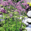Thalictrum Plant - Black Stockings