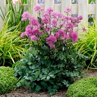 Thalictrum Plants - Little Pinkie