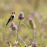 The Birds and Bees Mix Seeds