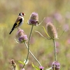 The Birds and Bees Mix Seeds