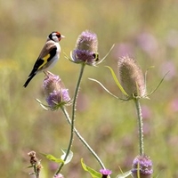 The Birds and Bees Mix Seeds
