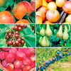 The Ultimate Orchard Collection