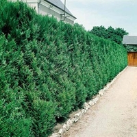 Thuja Atrovirens (Western Red Cedar) Plant - 2L Value Hedging Range