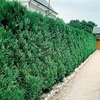 Thuja Atrovirens (Western Red Cedar) Plant - 2L Value Hedging Range