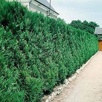 Thuja Atrovirens (Western Red Cedar) Plant - 2L Value Hedging Range
