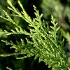 Thuja Atrovirens (Western Red Cedar) Plants - 2L Value Hedging Range