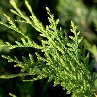 Thuja Atrovirens (Western Red Cedar) Plants - 2L Value Hedging Range