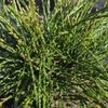 Thuja canadensis Plant