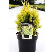 Thuja occidentalis Plant - 
