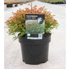 Thuja occidentalis Plant - Golden Tuffet