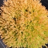 Thuja occidentalis Plant - Rheingold