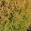 Thuja occidentalis Plant - Salland