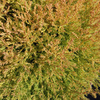 Thuja occidentalis Plant - Salland