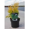 Thuja occidentalis Plant - Sunkist