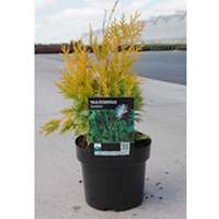 Thuja occidentalis Plant - Sunkist