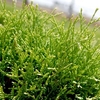 Thuja occidentalis Plant - Tiny Tim