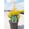 Thuja occidentalis Plant - Yellow Ribbon