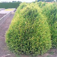 Thuja plicata Plant - Little Boy