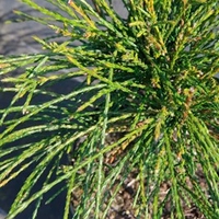 Thuja plicata Plant - Whipcord