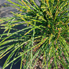 Thuja plicata Plant - Whipcord