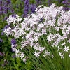 Thulbaghia Plant - Purple Eye