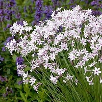 Thulbaghia Plant - Purple Eye