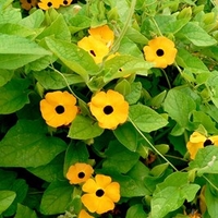 Thunbergia Alata Seeds -Susie