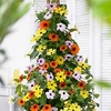 Thunbergia Plants - Collection