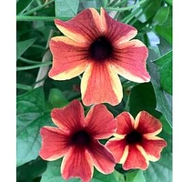 Thunbergia Plants - Sunny Susy Amber Stripe