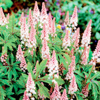 Tiarella Plant - Pink Skyrocket