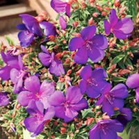 Tibouchina Plant - Baby