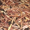 Tiger Worms
