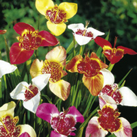 Tigridia Bulbs - Pavonia Mix