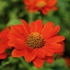 Tithonia Seeds - Red Torch