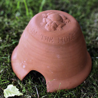Toad Abode