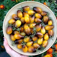Tomato Artisan™ Seeds - Indigo Pear Drops