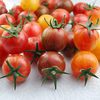 Tomato Bumble Bee Collection - GN624