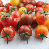 Tomato Bumble Bee Collection - GN624