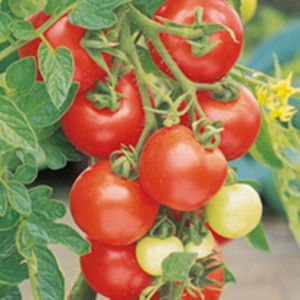 Tomato Cumulus F1 Seeds